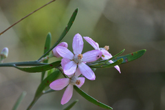 Eriostemon australasius