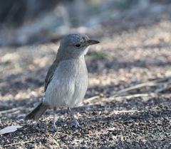 Colluricincla harmonica