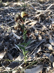 Pterostylis sanguinea
