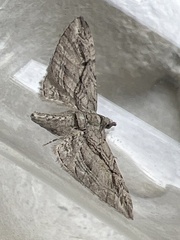 Eupithecia phoeniceata