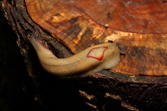 Triboniophorus graeffei