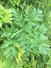 Angelica atropurpurea