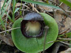 Corybas incurvus