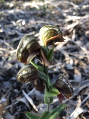 Pterostylis sanguinea