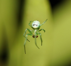 Bijoaraneus praesignis