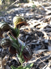 Pterostylis sanguinea