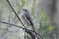 Pachycephala pectoralis