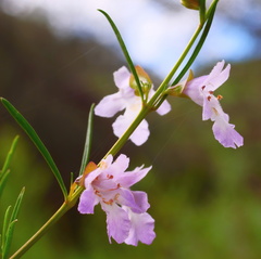 Prostanthera nivea