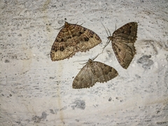 Triphosa dubitata
