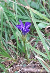Gentianopsis ciliata