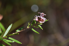 Grevillea sphacelata