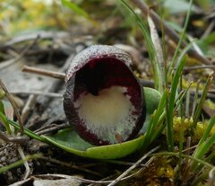 Corybas incurvus