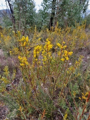 Acacia buxifolia