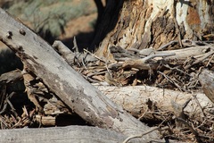 Climacteris picumnus