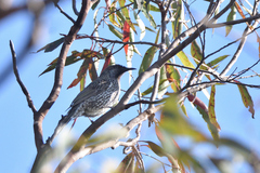 Anthochaera chrysoptera