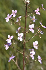 Stylidium laricifolium