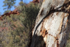 Climacteris picumnus