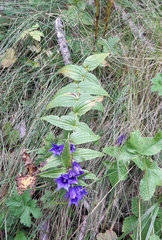 Gentiana asclepiadea