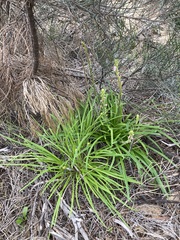 Stylidium elongatum