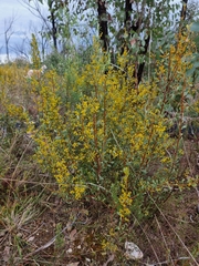 Acacia buxifolia