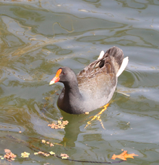 Gallinula tenebrosa