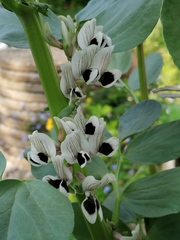 Vicia faba