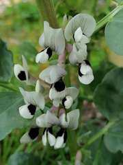 Vicia faba