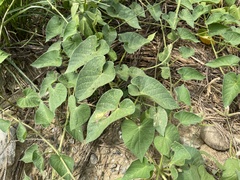 Ipomoea biflora