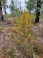 Acacia buxifolia