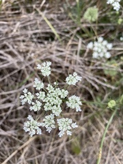 Daucus carota