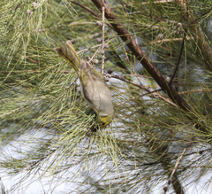 Ptilotula penicillata