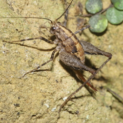 Pleioplectron hudsoni