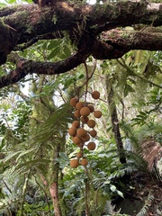 Dysoxylum pachyphyllum