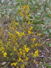 Acacia buxifolia