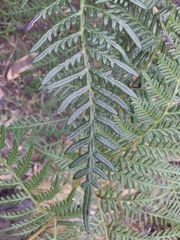 Pteridium esculentum