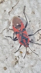 Spilostethus pandurus