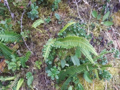Struthiopteris spicant