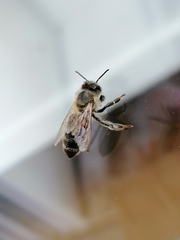 Apis mellifera