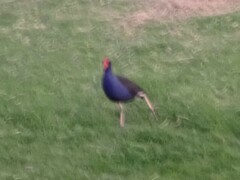 Porphyrio melanotus