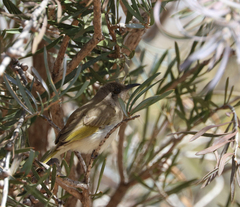 Lichmera indistincta