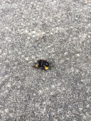 Bombus lucorum