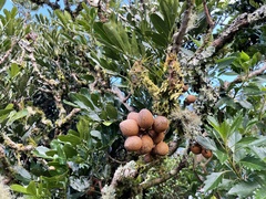 Dysoxylum pachyphyllum