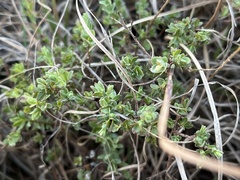 Pimelea spinescens spinescens