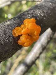 Tremella