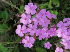 Saponaria ocymoides