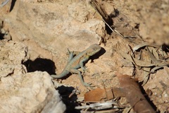 Ctenophorus vadnappa