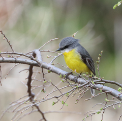 Eopsaltria australis