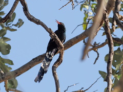 Phoeniculus purpureus