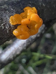 Tremella