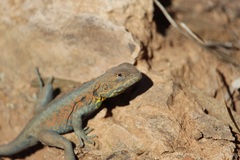 Ctenophorus vadnappa